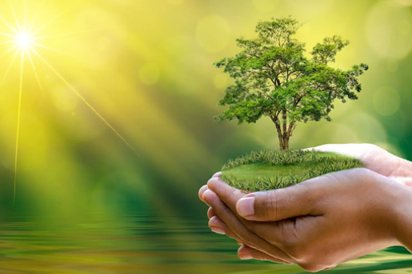 Thần học sinh thái qua lăng kính Giáo hội học